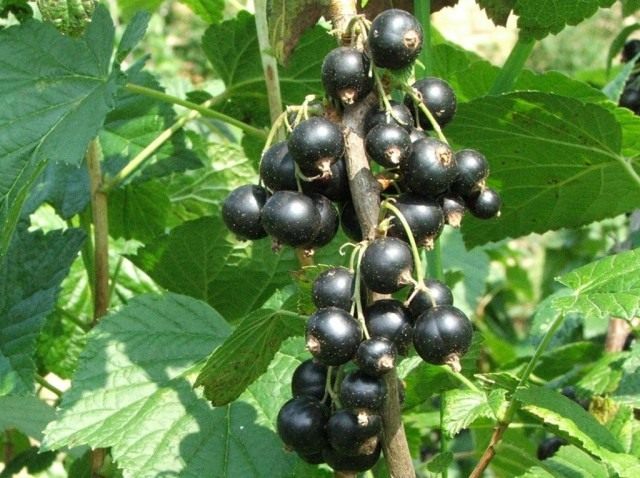Смородина (Ribes)