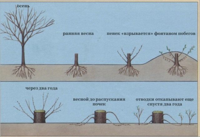 Способы укоренения липы Способы укоренения липы