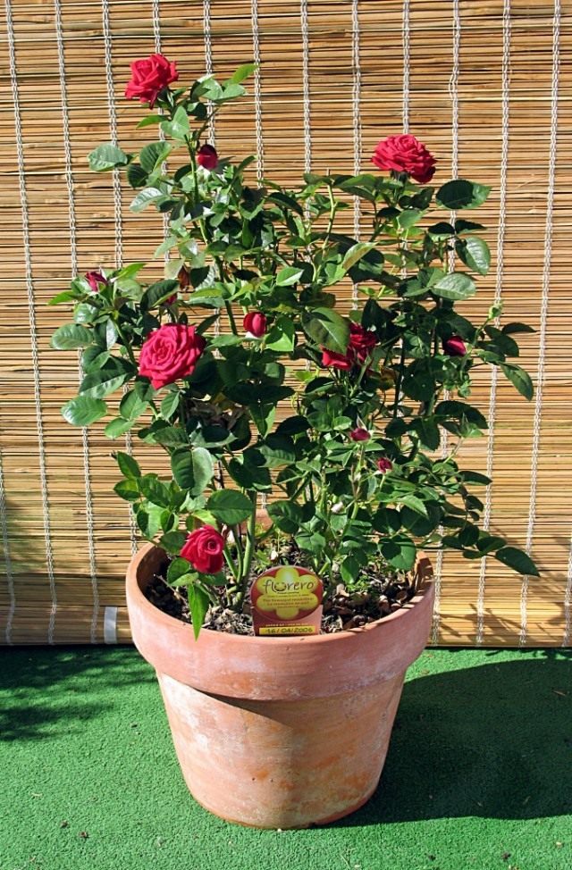 Роза (Rosa) Роза (Rosa)