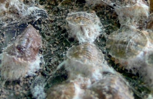 Кокциды, Червецы (Scale insect)