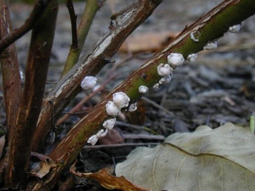 Кокциды, Червецы (Scale insect)
