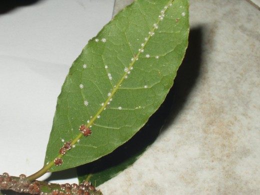 Кокциды, Червецы (Scale insect)