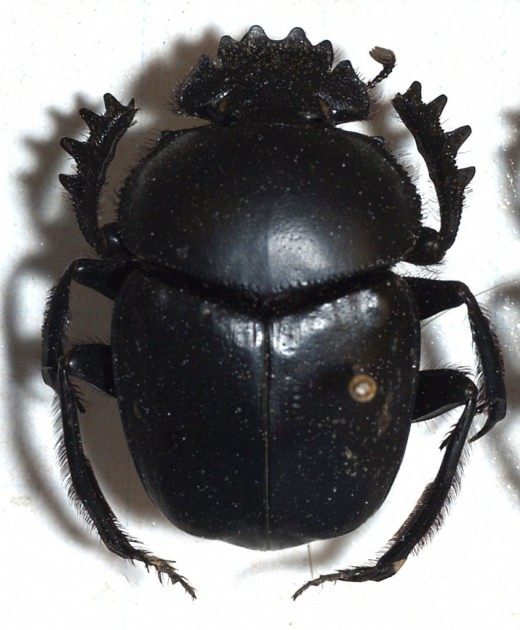 Скарабеи (Scarabaeus)