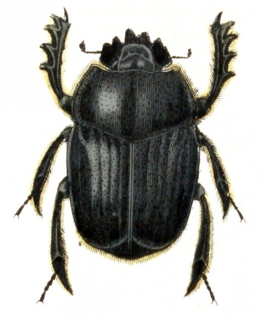 Скарабеи (Scarabaeus) Скарабеи (Scarabaeus)