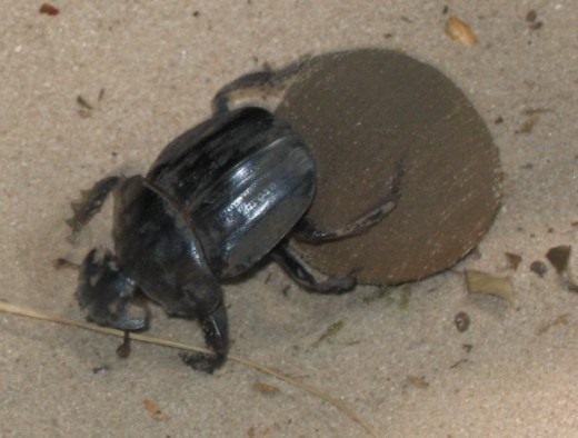 Скарабеи (Scarabaeus) Скарабеи (Scarabaeus)