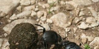 Скарабеи (Scarabaeus)