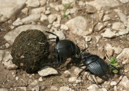 Скарабеи (Scarabaeus) Скарабеи (Scarabaeus)