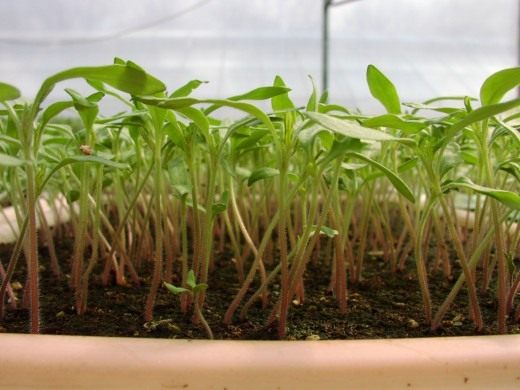 Рассада томатов (Seedlings of tomato)
