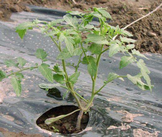 Рассада томатов (Seedlings of tomato)