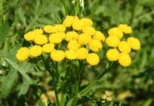 Пижма обыкновенная (Common Tansy, Bitter Buttons, Cow Bitter, Mugwort, or Golden Buttons)