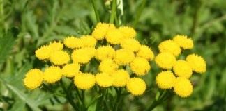 Пижма обыкновенная (Common Tansy, Bitter Buttons, Cow Bitter, Mugwort, or Golden Buttons)