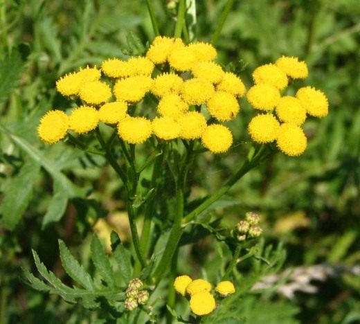 Пижма обыкновенная (Common Tansy, Bitter Buttons, Cow Bitter, Mugwort, or Golden Buttons) Пижма обыкновенная (Common Tansy, Bitter Buttons, Cow Bitter, Mugwort, or Golden Buttons)