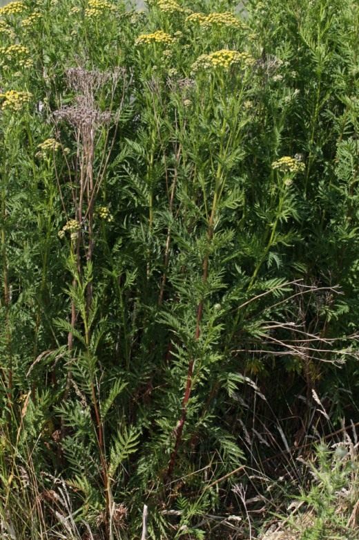 Пижма обыкновенная (Common Tansy, Bitter Buttons, Cow Bitter, Mugwort, or Golden Buttons) Пижма обыкновенная (Common Tansy, Bitter Buttons, Cow Bitter, Mugwort, or Golden Buttons)
