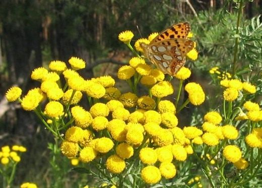 Пижма обыкновенная (Common Tansy, Bitter Buttons, Cow Bitter, Mugwort, or Golden Buttons)