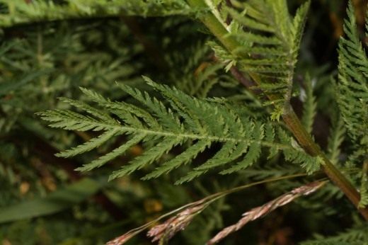 Пижма обыкновенная (Common Tansy, Bitter Buttons, Cow Bitter, Mugwort, or Golden Buttons)