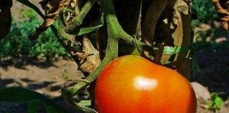 Томаты - Сад и огород