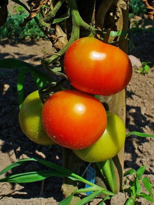 Томат (Tomato)