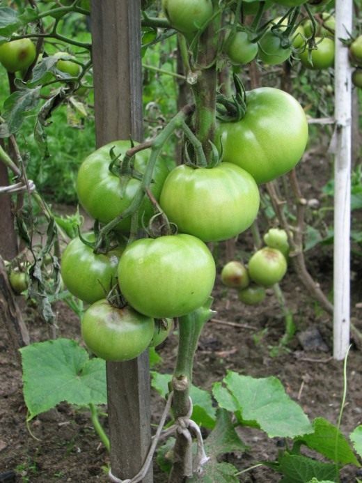 Томат (Tomato)