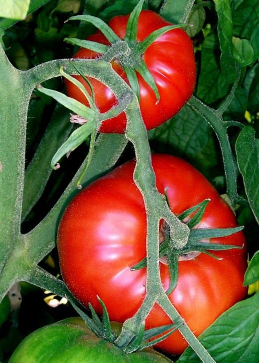 Томат (Tomato)