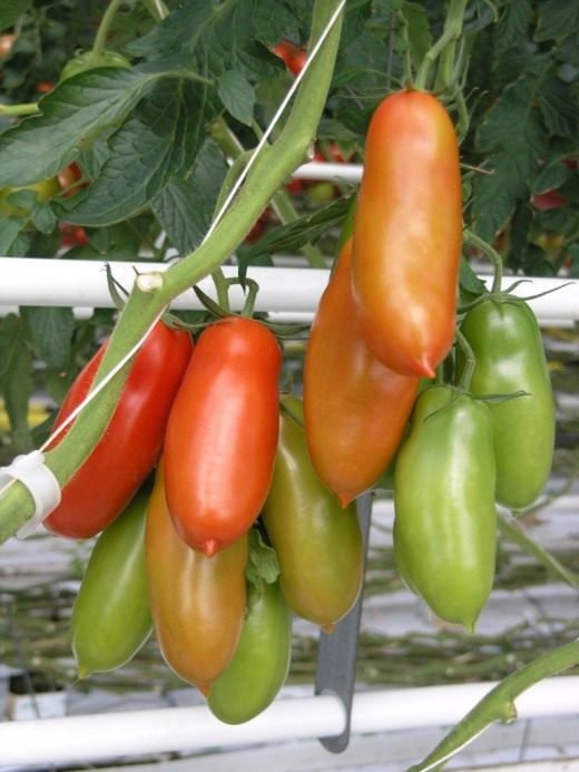 Томат (Tomato)