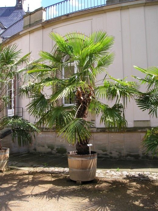 Трахикарпус (Trachycarpus)