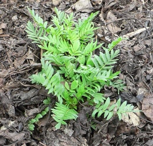 Валериана (Valeriana)