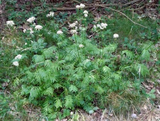 Валериана (Valeriana)