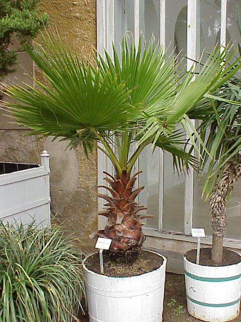 Вашингтония (Washingtonia)