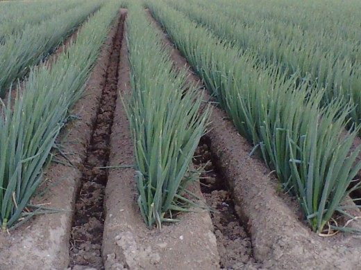 Лук-батун, или Татарка, или Дудчатый лук (Welsh onion)