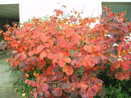 Куст гамамелиса (Witch hazel shrub)