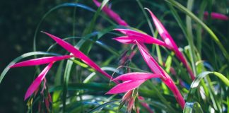 Бильбергия поникающая (Billbergia nutans)