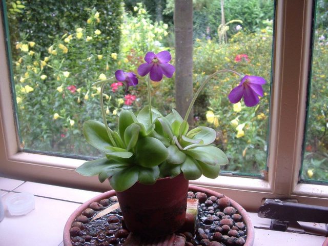 Жирянка (Pinguicula) Жирянка (Pinguicula)