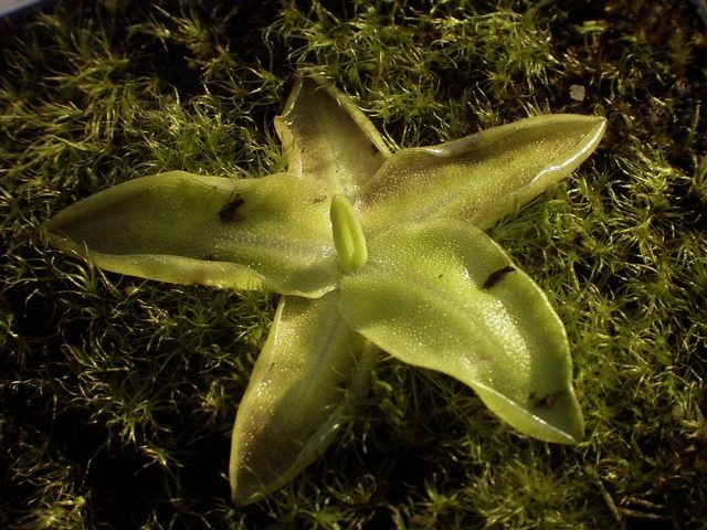 Жирянка обыкновенная (Pinguicula vulgaris) Жирянка обыкновенная (Pinguicula vulgaris)