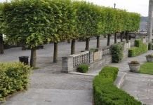 Живая стена из липы