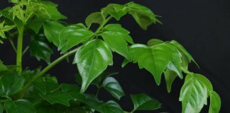 Радермахера китайская (Radermachera sinica)