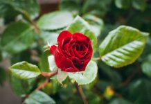 Роза (Rosa)