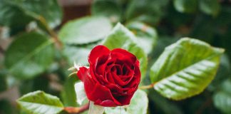 Роза (Rosa)