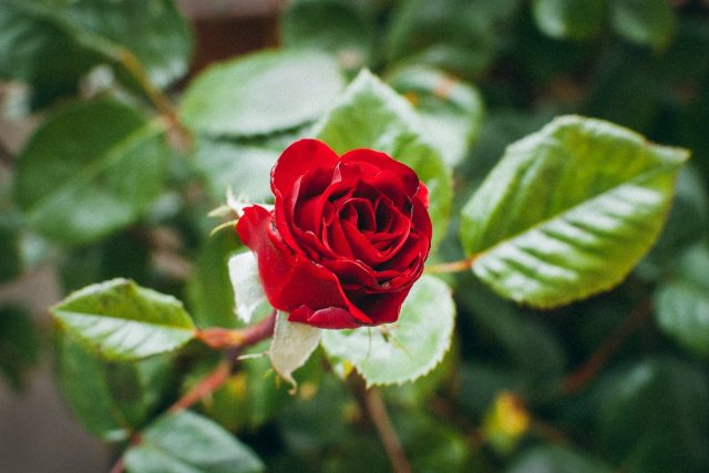Роза (Rosa) Роза (Rosa)