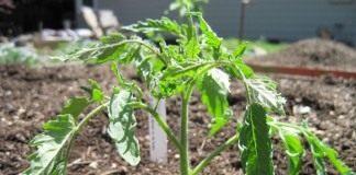 Выращивание томатов в открытом грунте - Сад и огород Высаживают томаты в первой и второй декадах мая