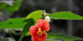 Канатник, или Абутилон (Abutilon)