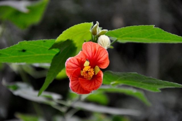 Канатник, или Абутилон (Abutilon) Канатник, или Абутилон (Abutilon)