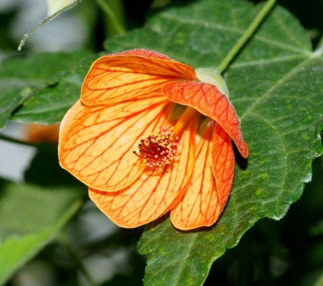 Канатник, или Абутилон (Abutilon) Канатник, или Абутилон (Abutilon)