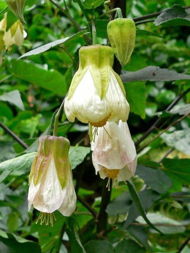 Канатник, или Абутилон (Abutilon) Канатник, или Абутилон (Abutilon)