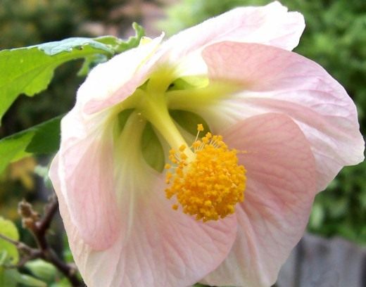 Канатник, или Абутилон (Abutilon) Канатник, или Абутилон (Abutilon)