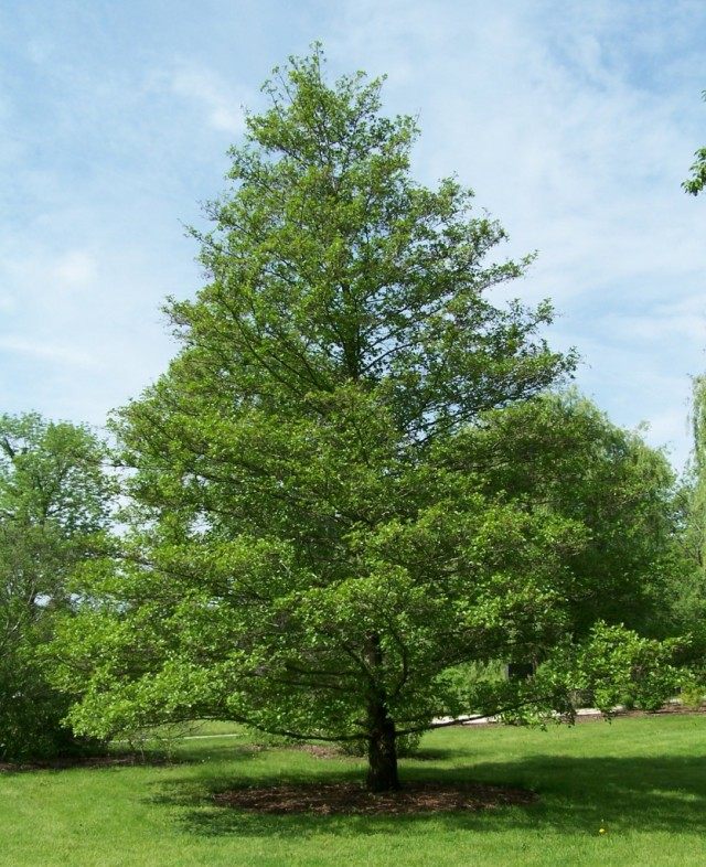 Ольха чёрная, или Ольха клейкая, или Ольха европейская (Alnus glutinosa) Ольха чёрная, или Ольха клейкая, или Ольха европейская (Alnus glutinosa)
