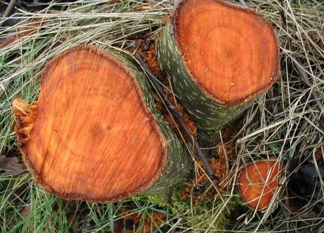 Древесина Ольхи чёрной Древесина Ольхи чёрной