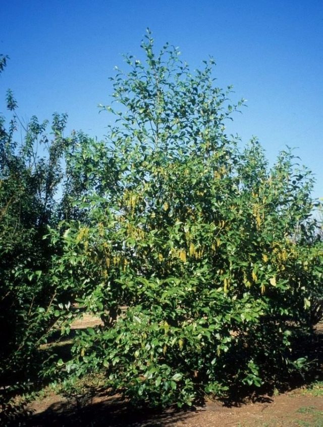 Ольха непальская (Alnus nepalensis) Ольха непальская (Alnus nepalensis)