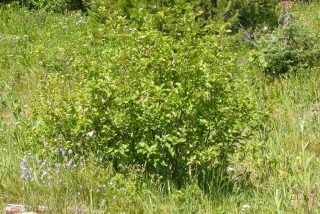 Ольха зелёная, или Ольха горная (Alnus viridis) Ольха зелёная, или Ольха горная (Alnus viridis)