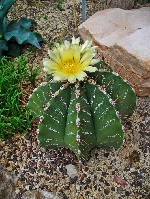 Астрофитум украшенный (Astrophytum ornatum)