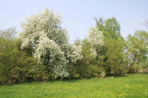 Черёмуха обыкновенная (Bird Cherry)